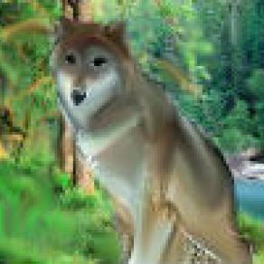 il lupo spirito guida