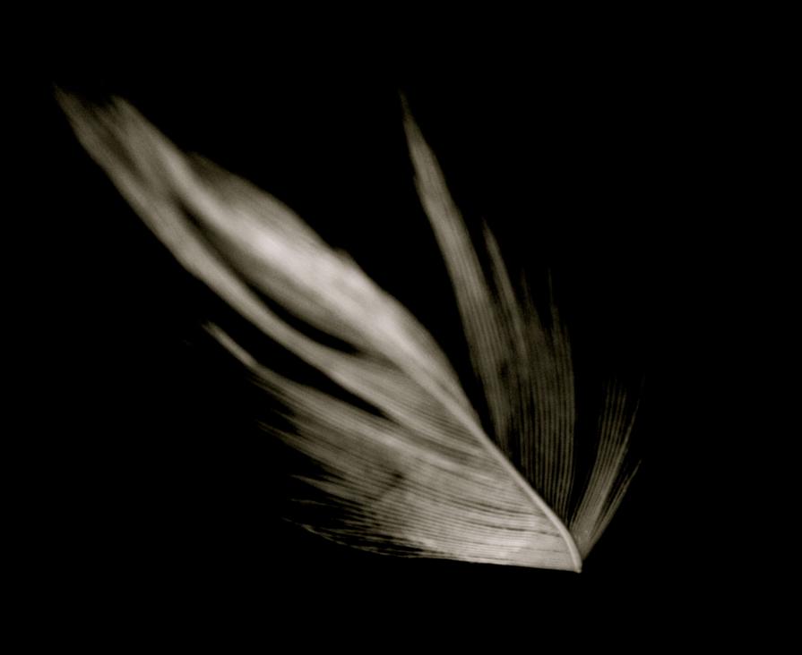 untitled feather 