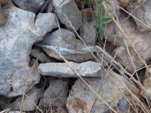 Carlo  Solidoro - pelle di serpente: ecdisi