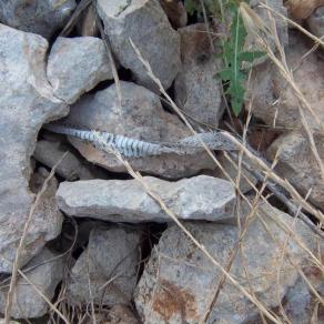 pelle di serpente: ecdisi