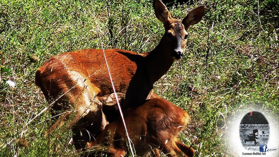 "Cuccioli di capriolo con la madre"