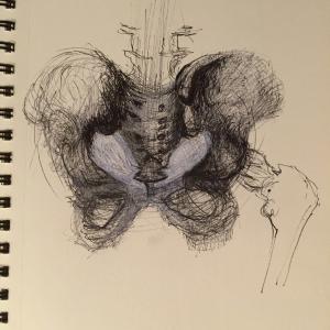 Pelvis drawing Pelvis drawing