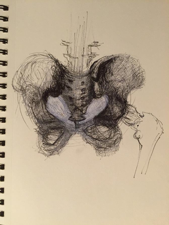 Pelvis drawing