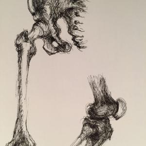 study of pelvis, femur and knee study of pelvis, femur and knee