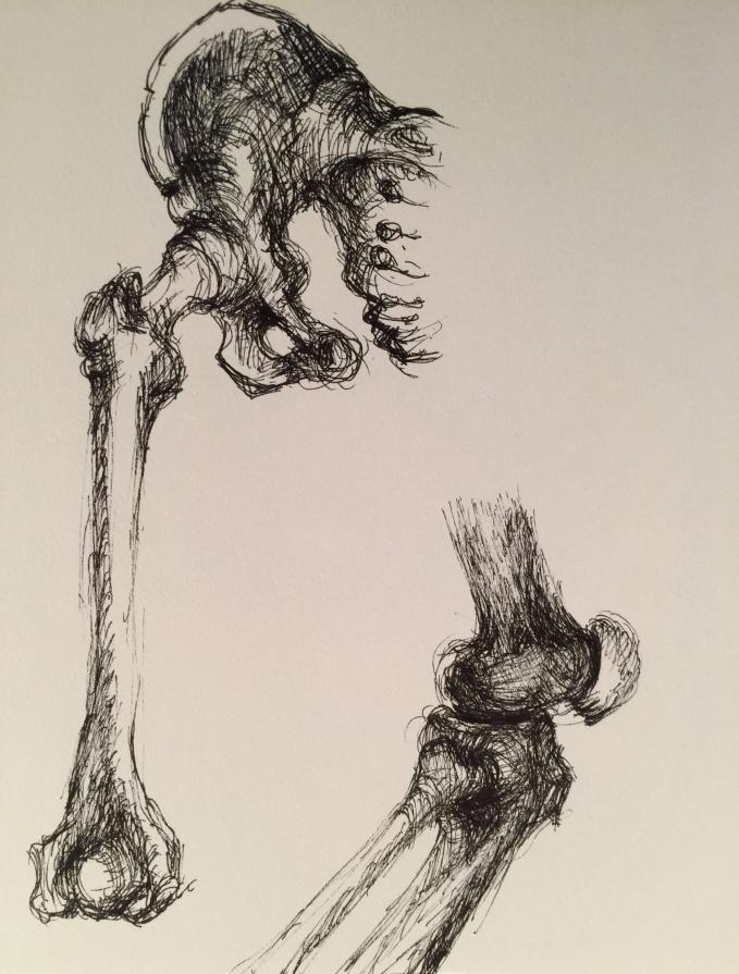 study of pelvis, femur and knee