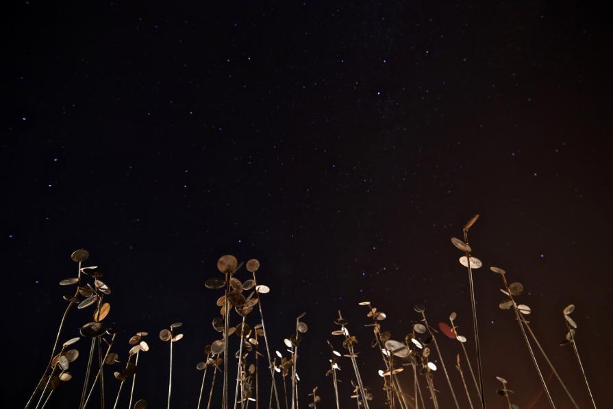 The mirrors of nature in Cignus