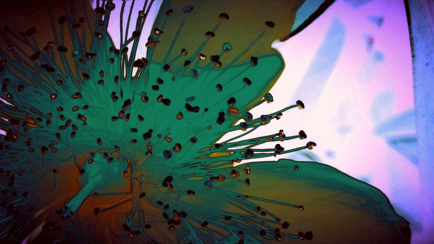 Un Fiorellino per la Giornata Mondiale dell'Ambiente