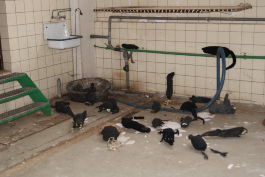 Mice, Rats and X-rated Animals 