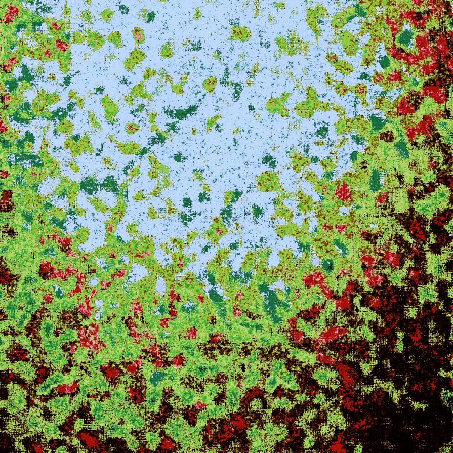 Campo di Rose Rosse e Insonne