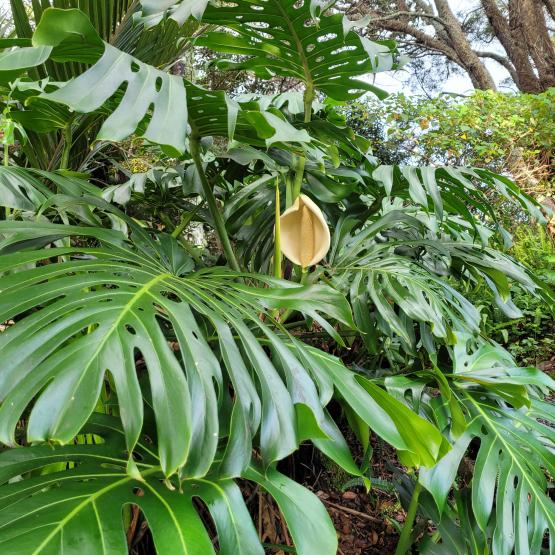 monstera in flower monstera in flower