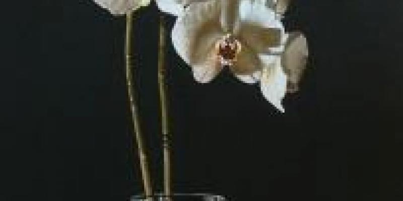 SENTO IL TUO PROFUMO! - Profumi e odori nell’arte SENTO IL TUO PROFUMO! - Profumi e odori nell’arte