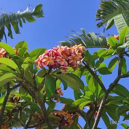 Maria Cristiana Previti