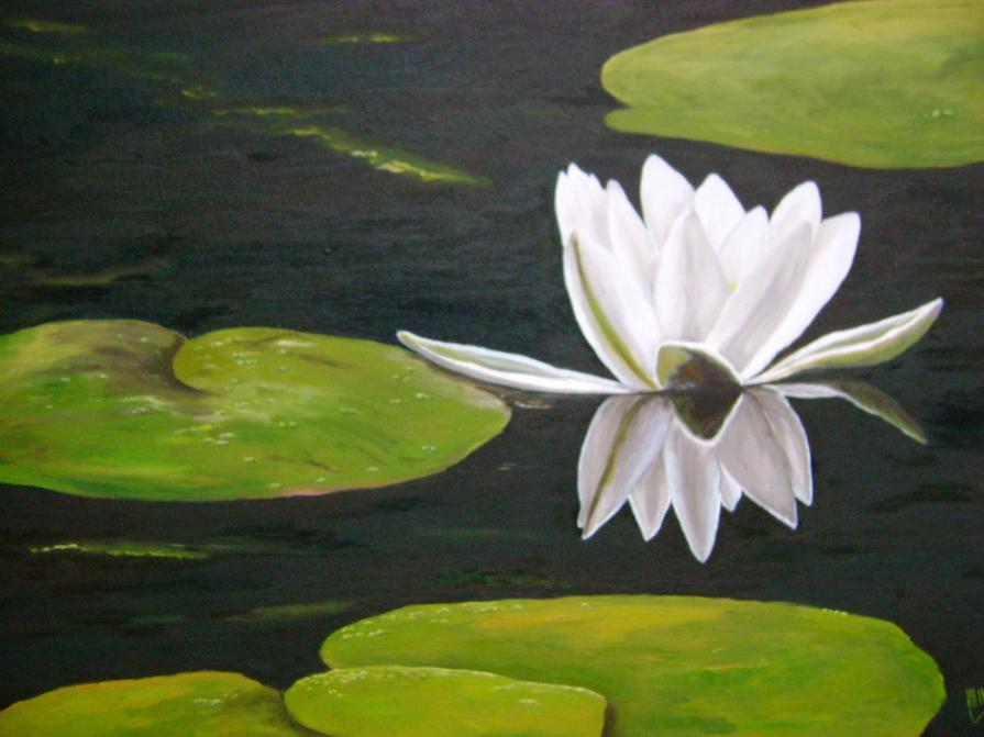 Ninfea bianca