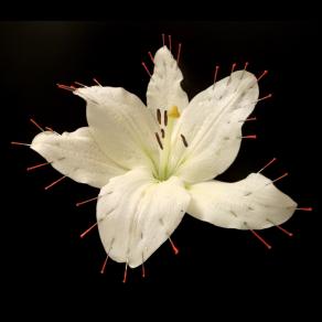 "... figlio, figlio, amoroso giglio." Lilium “Siberia”, spilli, vernice rossa, pasta dentifricia