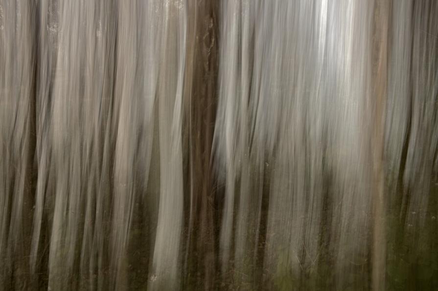 The Pencil of Nature / Forest XIII