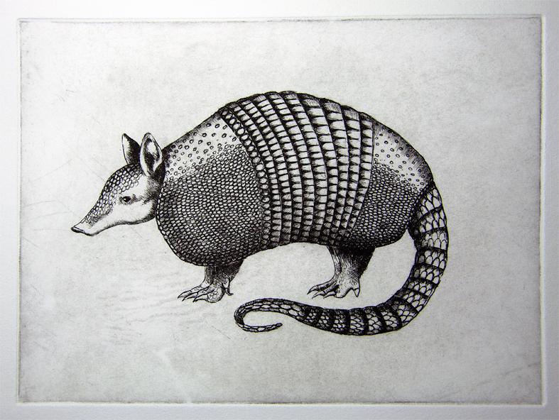 armadillo