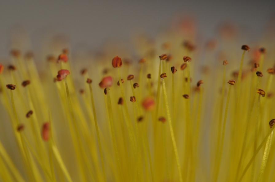 MICRO MACRO Progetto della ultima mostra personale alla galleria MIIT