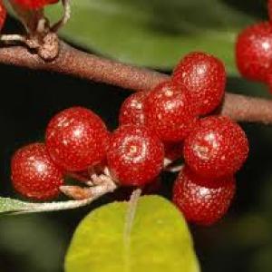 Wonders of Brazil - Fruits