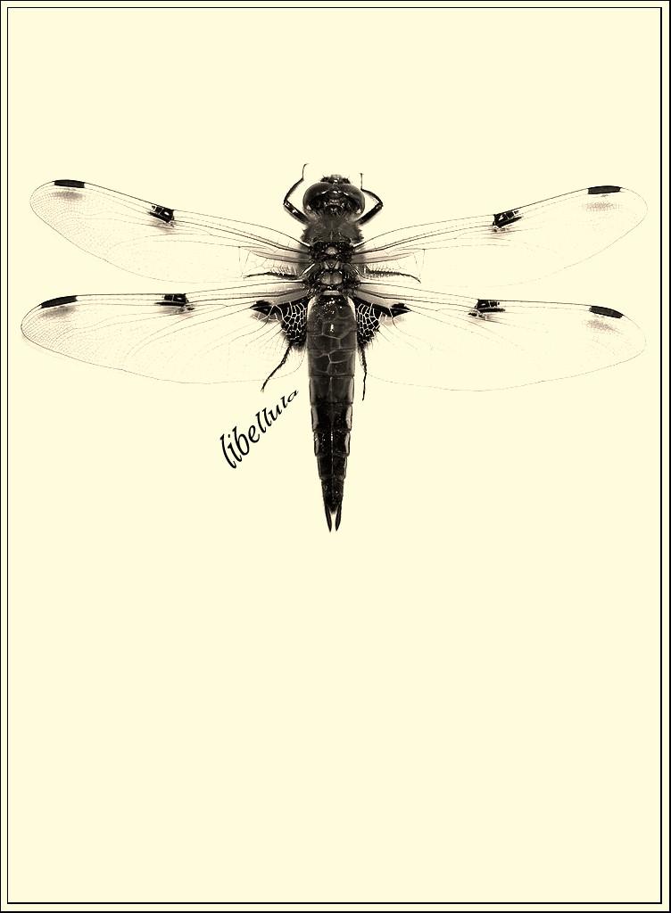 Libellule