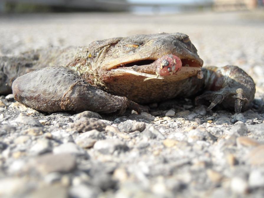 AfroBUFO(sheela - na Gig)mater Dei