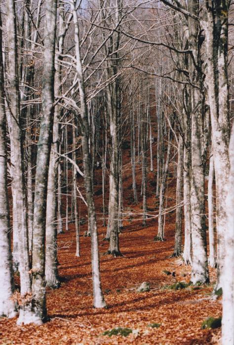 Aspettando il rosso fuoco 2