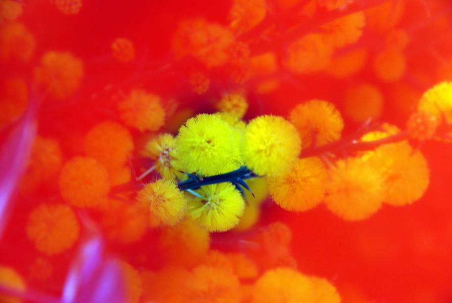 Goldern balls late afternoon 