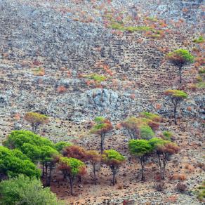 Purificazione o distruzione ?