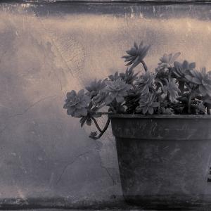 My Zoo - Sedum Palmeri