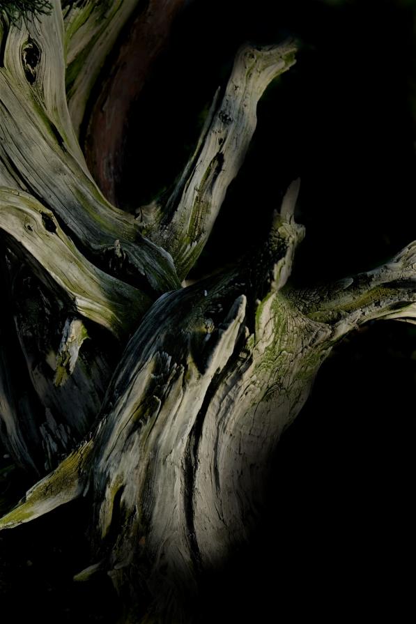 untitled (jin e shari)