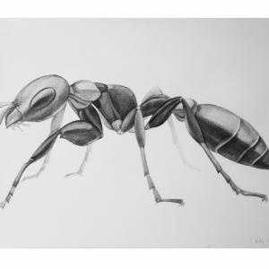 ant / worker