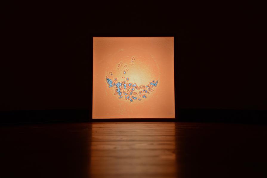 SIMBIOSI#serie orange