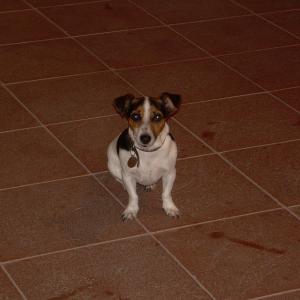 Ghumbert di Cattolica e Centaurea