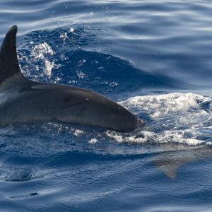 "mare rumore e silenzi"