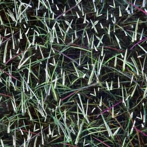 01-Foresta Incantata 2000 -