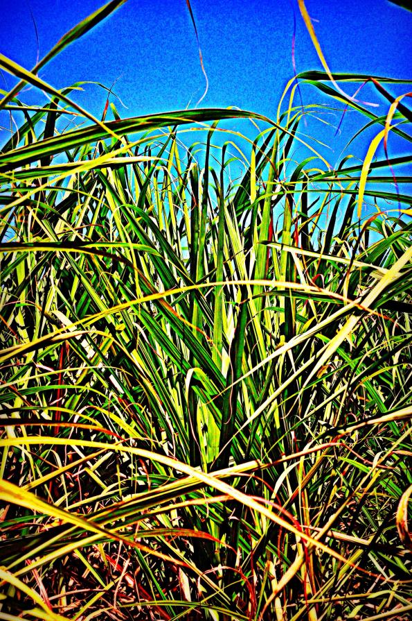 Sugar cane
