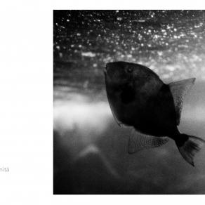 Abbecedario - Umanità