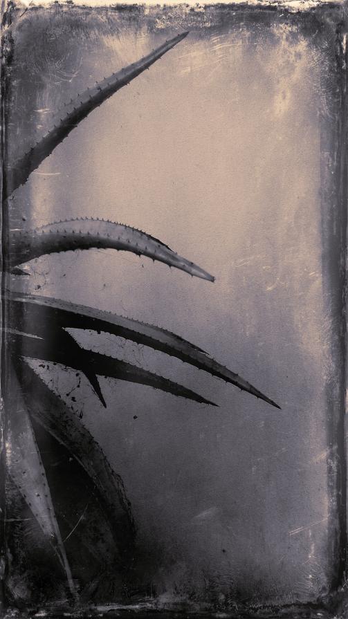 My Zoo - Aloe Arborescens