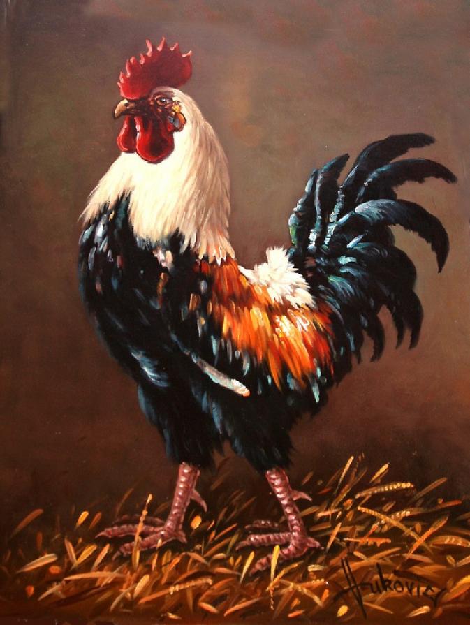 Rooster - the master of the yard