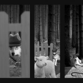 Wolf, you are an animal by flock and the people is the really animal. That's all!