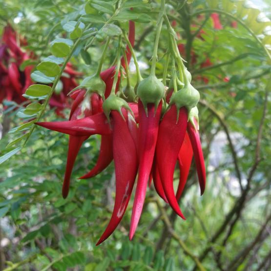 kākābeak or ngutukākā kākābeak or ngutukākā