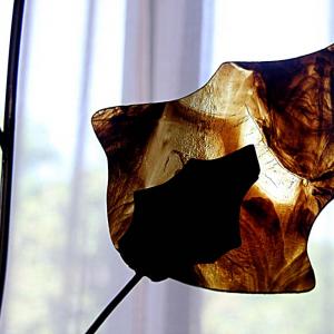 Natura:Luci e Ombre a Modena.