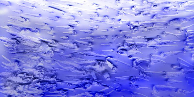 scontro di due branchi d'alici in piazza.