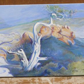 ginepro  a coccorocci