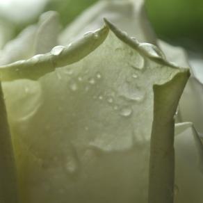 rosa metatron / 2012