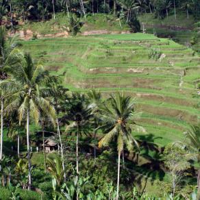 Famose risaie a terrazzo