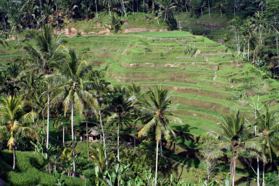 Famose risaie a terrazzo