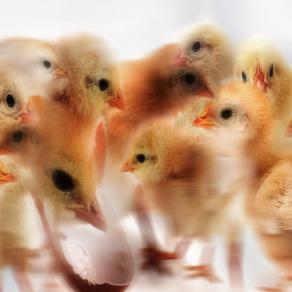 chi fara l'ultima cena..foto di gruppo fermiiiiiiiiii