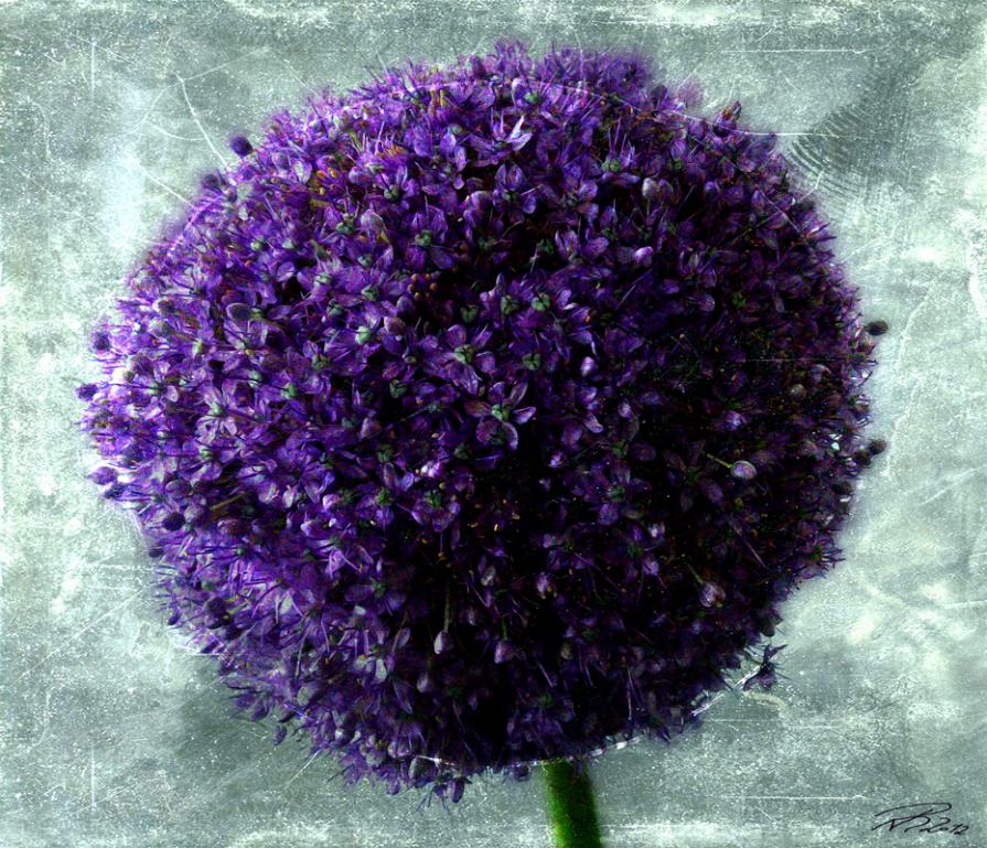 Allium