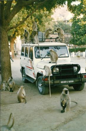 we are all going for a wild trip