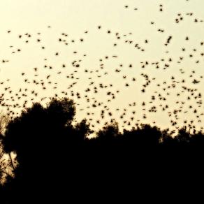 Il volo delle anime libere 